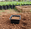 White Radish Seeds